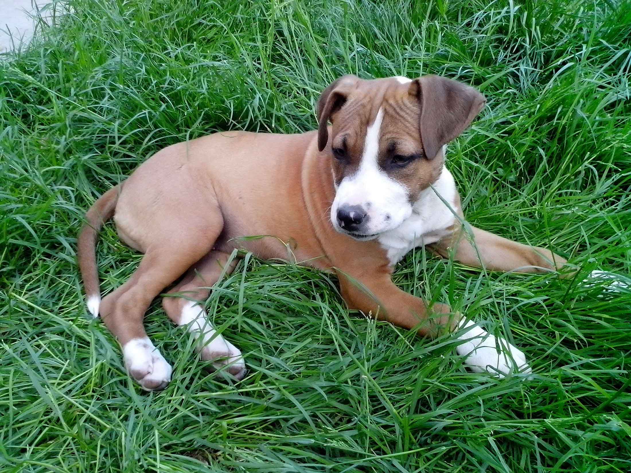 puppy-boxer.jpg