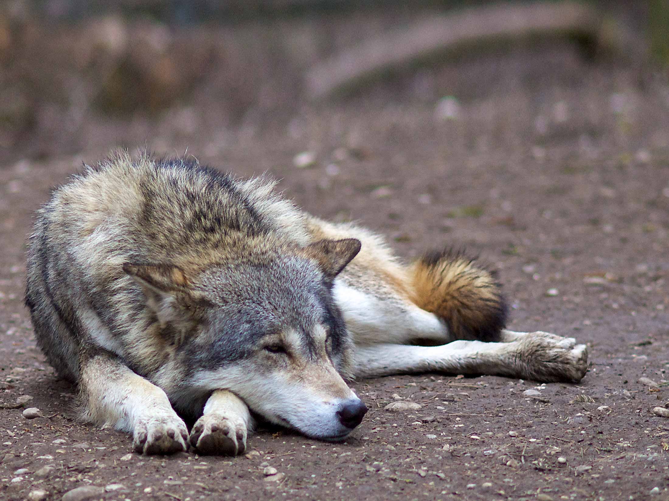 wolf1.jpg