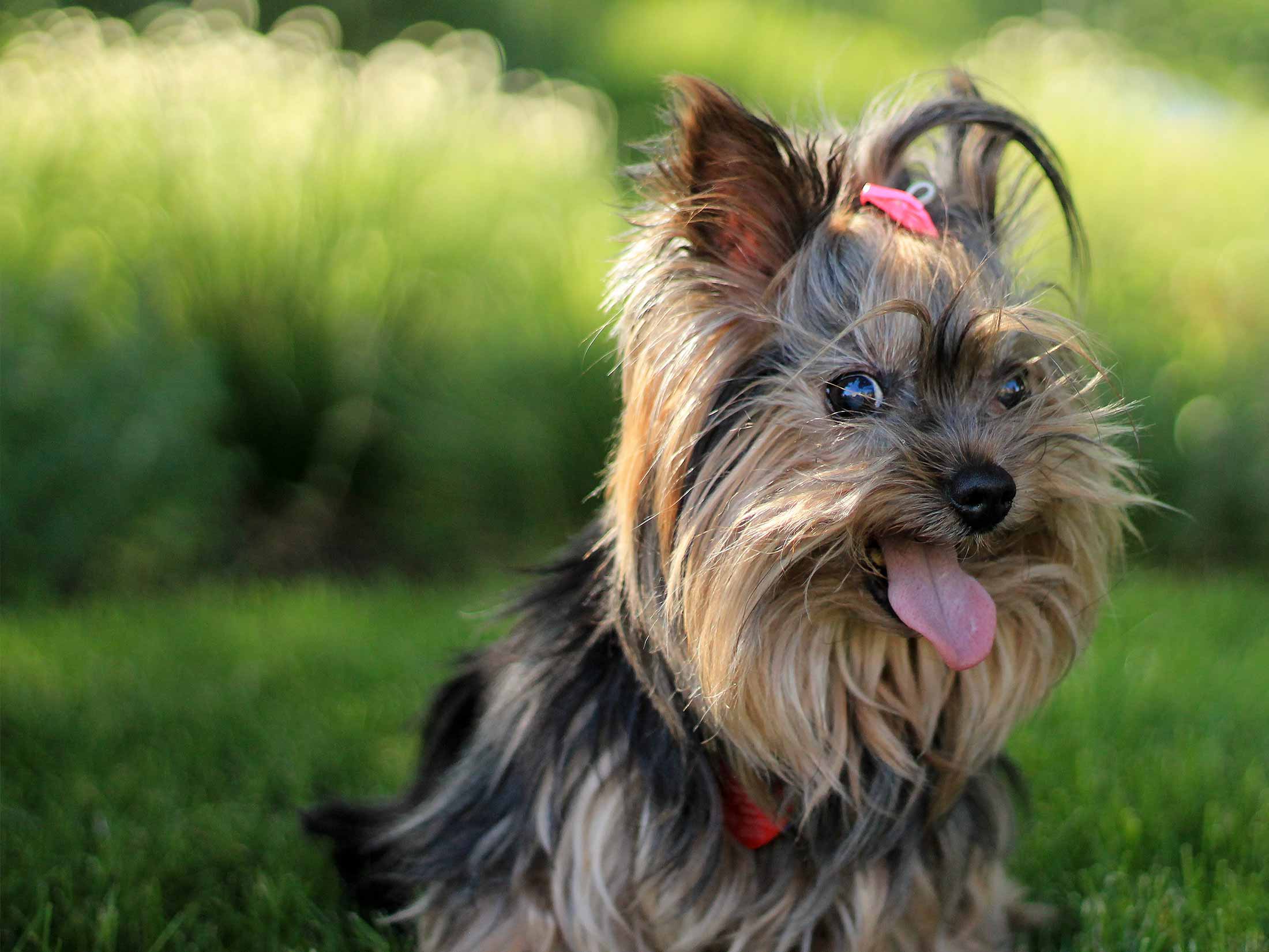 yorkie.jpg